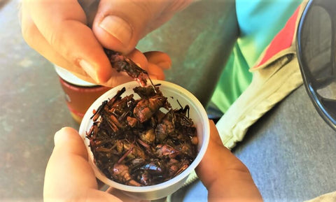 How to Prepare & Cook Crickets: Fry, Roast & More