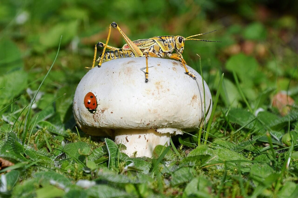 What is Chitin and Why is it So Cool?
