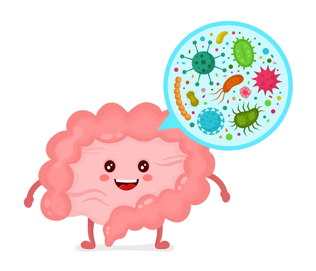 Restore Your Gut Health with Cricket Protein