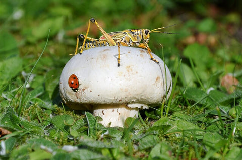 Chintoo Insect Blog - EXO Protein