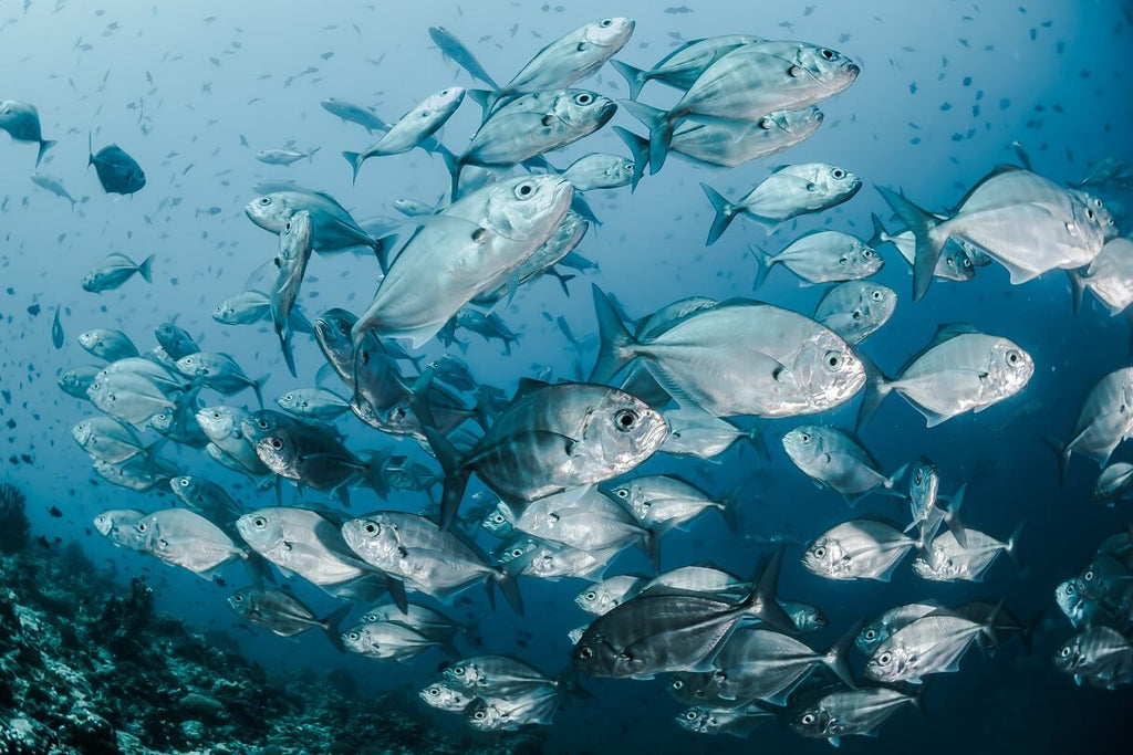 A Comprehensive Guide to Overfishing | The Facts, Causes, and Solutions