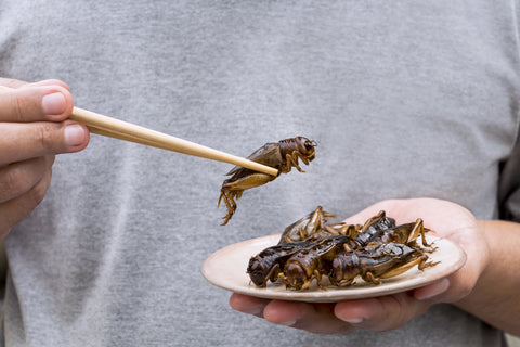 Crickets for the Paleo Diet