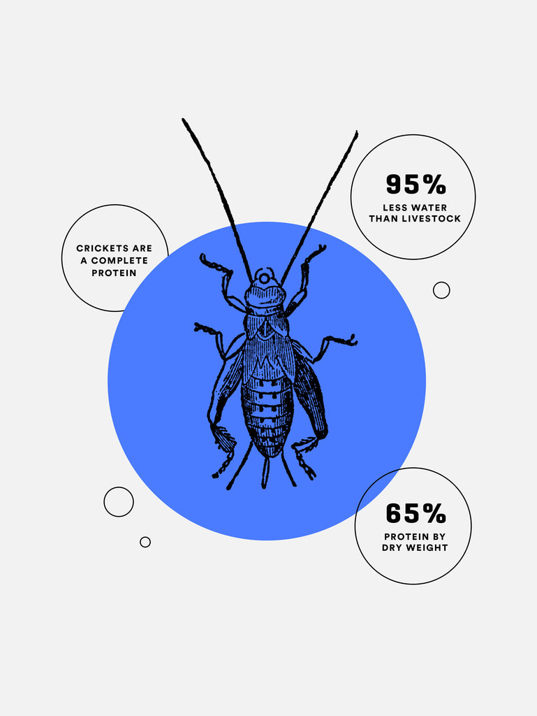 Cricket drawing inside blue circle